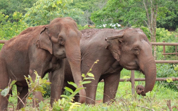 Latin America's First Elephant Sanctuary