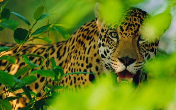 Encounters with the Jaguar