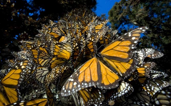 Experience Monarch Butterflies in Mexico