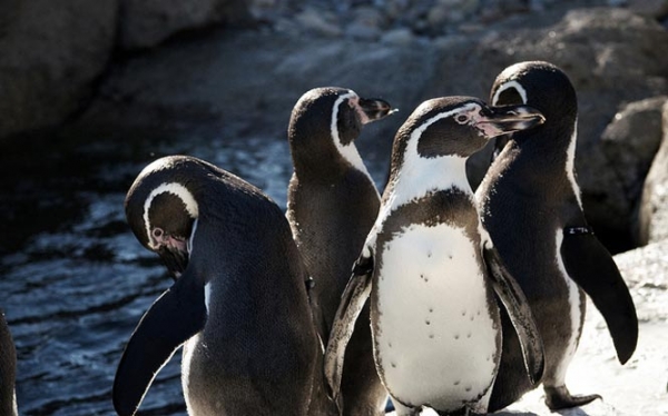 The Penguins of South America
