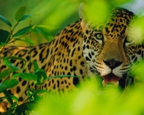 Encounters with the Jaguar