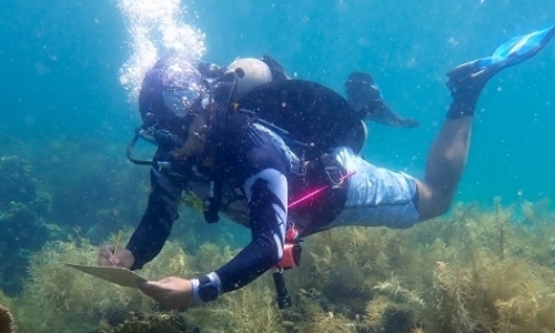 Marine Conservation & Coral Monitoring