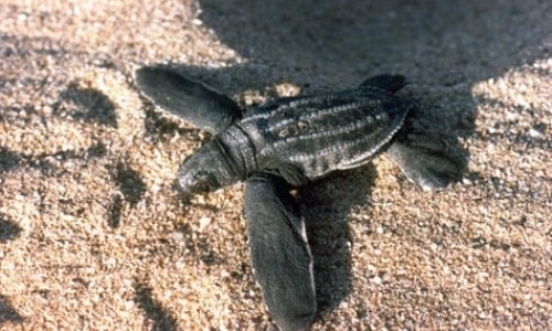 Marine Turtle Conservation Program