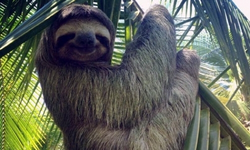 Sloth Research Technician