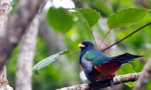 Tropical Bird Monitoring Intern