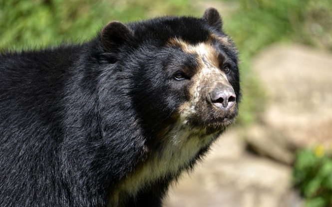 The Andean Bear: All You Need To Know