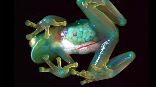 Glass Frogs