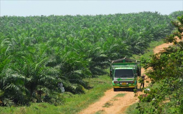 Palm Oil in Guatemala, a Disturbing Series of Events