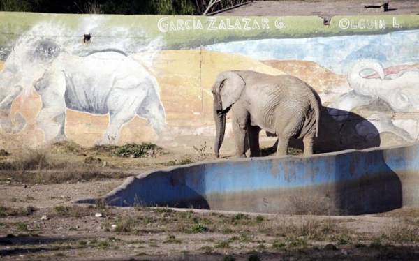 Brighter Future for Mendoza Zoo Elephants