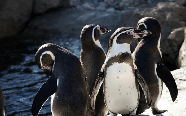 Penguins in South America