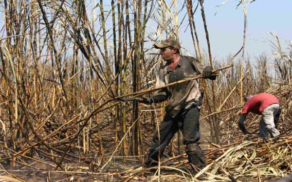 Sugar - Leaving a Bitter Taste in Nicaragua