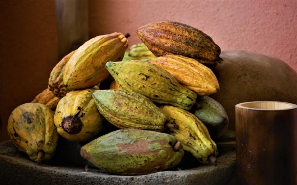 The Cacao Ceremony