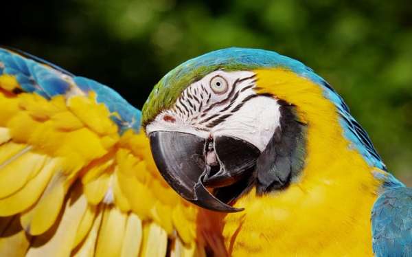 The Magic of the Macaw