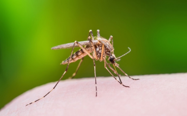 The Zika Virus Conspiracy