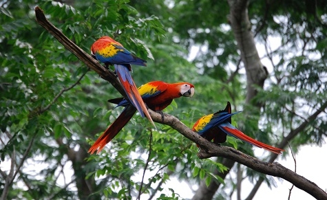 Great Green Macaw and Scarlet Macaw Internship