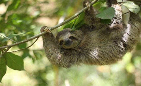 Sloth Husbandry & Field Technician