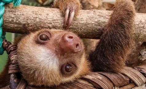 Wildlife Rehabilitation Volunteer/Intern