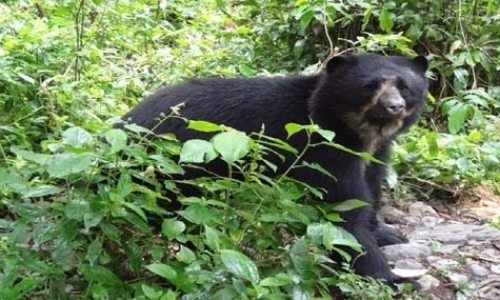 Andean Bear Carers Andean Bear Carers