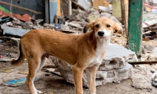 Animal Welfare Project