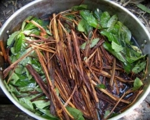 Ayahuasca Adventures - How This Ancient Medicine Changed My Life
