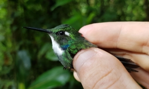 Bird Banding & Endangered Hummingbird Surveys Bird Banding & Endangered Hummingbird Surveys