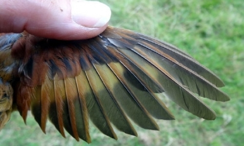 Bird Banding Internships Bird Banding Internships