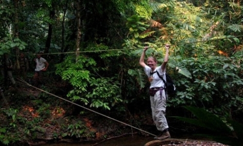 Black Howler Monkey Research Black Howler Monkey Research