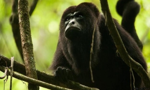 Black Howler Research Black Howler Research