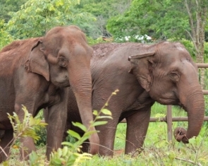 Latin America's First Elephant Sanctuary
