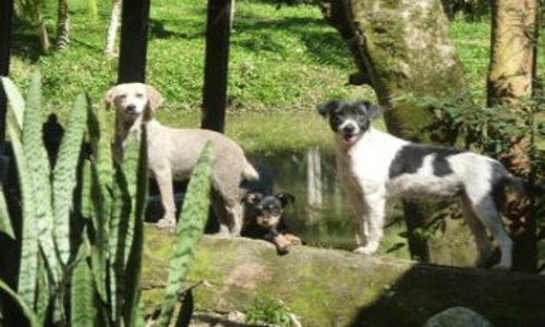 Care for Cats & Dogs Care for Cats & Dogs