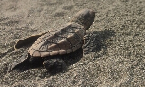 Community-based Sea Turtle Conservation Community-based Sea Turtle Conservation