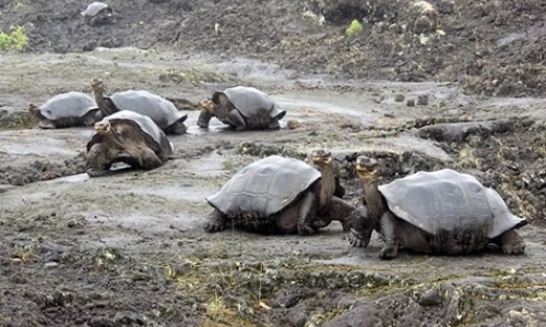 Conservation in the Galapagos
