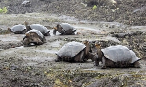 Conservation in the Galapagos Conservation in the Galapagos