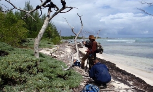 Conservation Research of Endangered Mangrove
