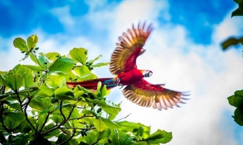 Conservation Volunteer - Macaws in Costa Rica