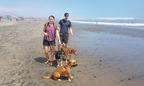 Dog Shelter at the Beach