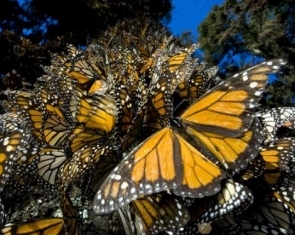 Experience Monarch Butterflies in Mexico