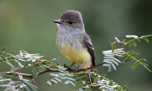 Landbird Monitoring in the Galapagos Landbird Monitoring in the Galapagos