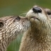 Giant Otter Reintroduction Project
