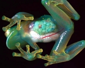 Glass Frogs