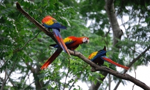 Internship - Great Green Macaw and Scarlet Macaw in Costa Rica
