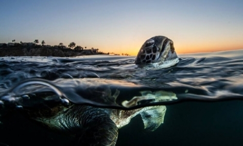 Research Assistant for Green Turtle Program Research Assistant for Green Turtle Program