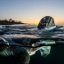 Research Assistant for Green Turtle Program
