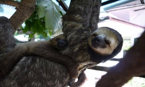 Volunteer at Sloth Rescue Centre