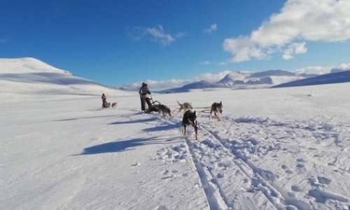 Tourism Project with Horses and Huskies