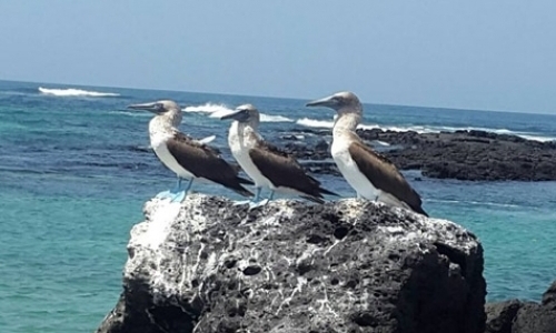 Hostel Help in the Galapagos