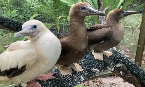 Internship at Wildlife Rehabilitation Facility Internship at Wildlife Rehabilitation Facility
