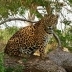 Jaguar Care & Maintenance
