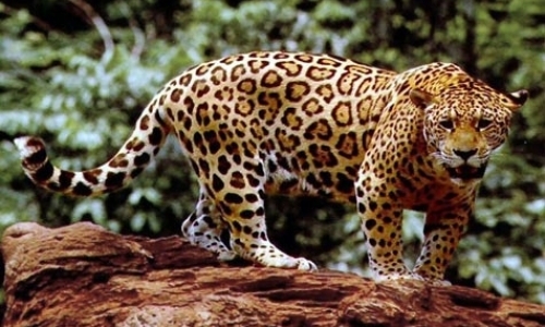 Large Mammal Specialist Large Mammal Specialist