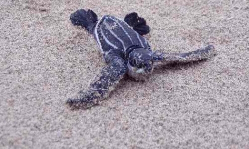 Leatherback Program Research Assistant Leatherback Program Research Assistant